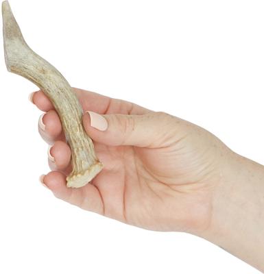 Show full view: Prairie Dog Whole Deer Antler Dog Chews, 4 - 5.5 in slide 4 of 12