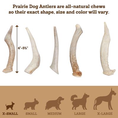 Show full view: Prairie Dog Whole Deer Antler Dog Chews, 4 - 5.5 in slide 6 of 12