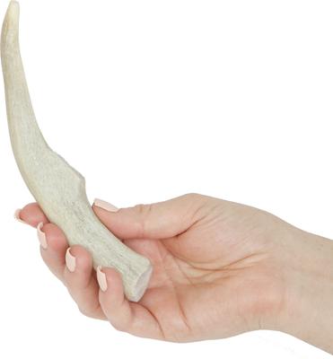 Show full view: Prairie Dog Whole Deer Antler Dog Chews, 6 - 7.5 in slide 4 of 12