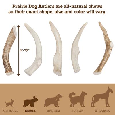 Show full view: Prairie Dog Whole Deer Antler Dog Chews, 6 - 7.5 in slide 6 of 12