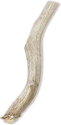 Show full view: Prairie Dog Whole Deer Antler Dog Chews, 8 - 9.5 in slide 3 of 12