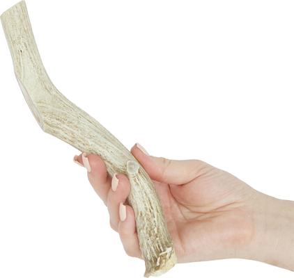 Show full view: Prairie Dog Whole Deer Antler Dog Chews, 8 - 9.5 in slide 4 of 12