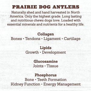 Prairie Dog Whole Deer Antler Dog Chews, 8 - 9.5 in