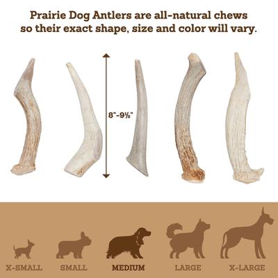 Show full view: Prairie Dog Whole Deer Antler Dog Chews, 8 - 9.5 in slide 6 of 12