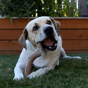 Prairie Dog Whole Deer Antler Dog Chews, 8 - 9.5 in