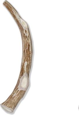 Show full view: Prairie Dog Whole Deer Antler Dog Chews, 9 - 10.5 in slide 3 of 12