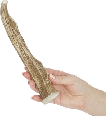 Show full view: Prairie Dog Whole Deer Antler Dog Chews, 9 - 10.5 in slide 4 of 12