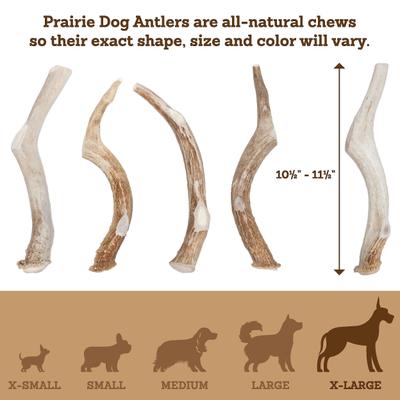 Show full view: Prairie Dog Whole Deer Antler Dog Chews, 9 - 10.5 in slide 6 of 12