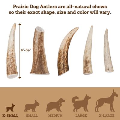 Show full view: Prairie Dog Whole Elk Antler Dog Chews, 4 - 5.5 inch slide 6 of 12