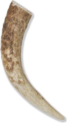 Show full view: Prairie Dog Whole Elk Antler Dog Chews, 6 - 7.5 inch slide 3 of 12