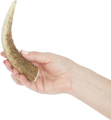 Show full view: Prairie Dog Whole Elk Antler Dog Chews, 6 - 7.5 inch slide 4 of 12