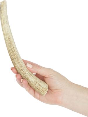 Show full view: Prairie Dog Whole Elk Antler Dog Chews, 8 - 9.5 in slide 4 of 12