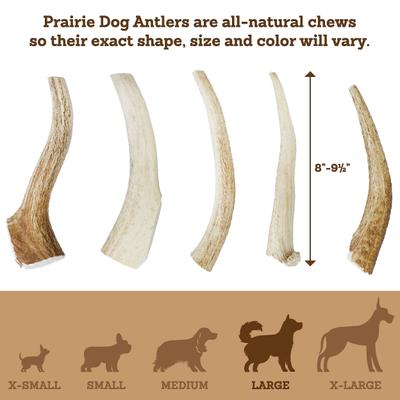 Show full view: Prairie Dog Whole Elk Antler Dog Chews, 8 - 9.5 in slide 6 of 12