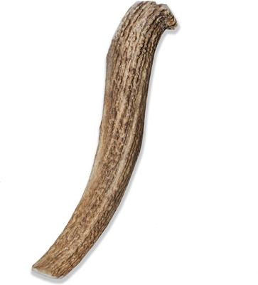 Show full view: Prairie Dog Whole Elk Antler Dog Chews, 9.5 - 10.5 inch slide 3 of 11