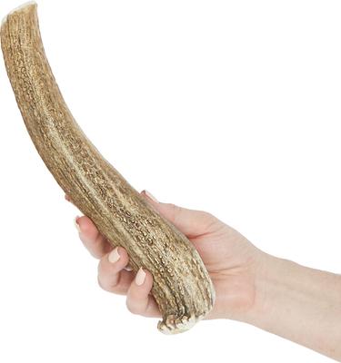 Show full view: Prairie Dog Whole Elk Antler Dog Chews, 9.5 - 10.5 inch slide 4 of 11