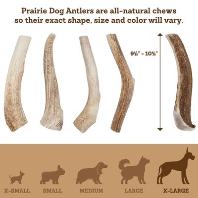 Show full view: Prairie Dog Whole Elk Antler Dog Chews, 9.5 - 10.5 inch slide 6 of 11
