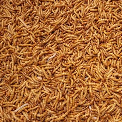 Show full view: Predator Foods Live Giant Mealworms Reptile Food, 100 count slide 3 of 4