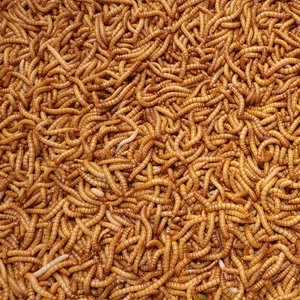 Predator Foods Live Giant Mealworms Reptile Food, 250 count