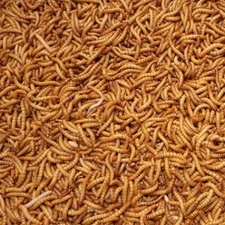 Predator Foods Live Giant Mealworms Reptile Food, 50 count slide 2 of 3
