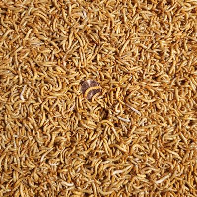 Show full view: Predator Foods Live Mealworms, Large, 20,000 count slide 3 of 5