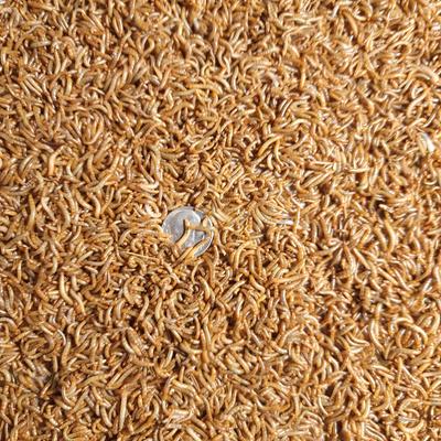 Show full view: Predator Foods Live Mealworms, Small, 500 count slide 3 of 4