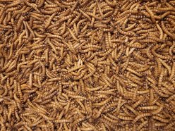 Predator Foods Live Superworms Reptile Food, 100 count slide 2 of 3