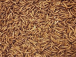 Predator Foods Live Superworms Reptile Food, 25 count slide 2 of 3