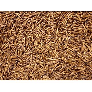 Predator Foods Live Superworms Reptile Food, 250 count