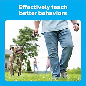 Premier Pet 1000-ft with Rechargeable Battery Dog Remote Training Collar, Gray