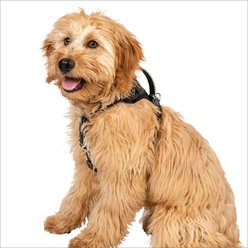 Premier Pet Comfort Reflective No Pull Dog Harness, Small: 18 to 25-in chest
