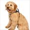 Show in main carousel: Premier Pet Comfort Reflective No Pull Dog Harness, Small: 18 to 25-in chest slide 1 of 6