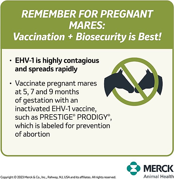 Show full view: PRESTIGE PRODIGY Vaccine for Horses, 2-mL syringe slide 4 of 8