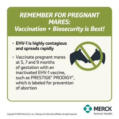 Show full view: PRESTIGE PRODIGY Vaccine for Horses, 2-mL syringe slide 4 of 8