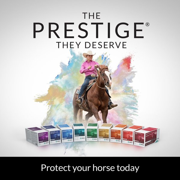 Show full view: PRESTIGE PRODIGY Vaccine for Horses, 2-mL syringe slide 7 of 8