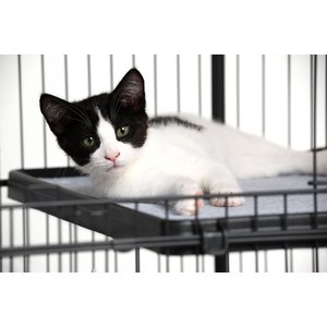 Prevue Pet Products Cat Cage Replacement Shelf
