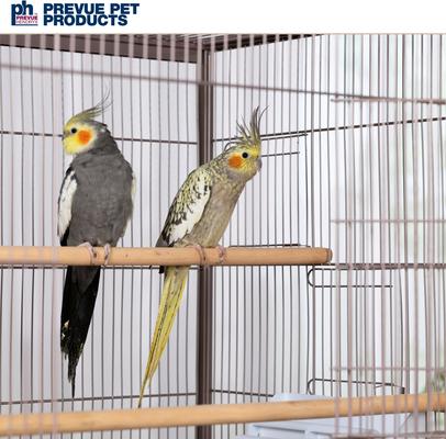 Show full view: Prevue Pet Products Flight Bird Cage, Rose slide 8 of 10