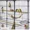 Show in main carousel: Prevue Pet Products Stand & Playtop Flight Bird Cage slide 6 of 9
