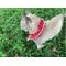 Show in main carousel: Prey Saver Break Away Cat Collar, One Size, Red Bandana slide 6 of 7