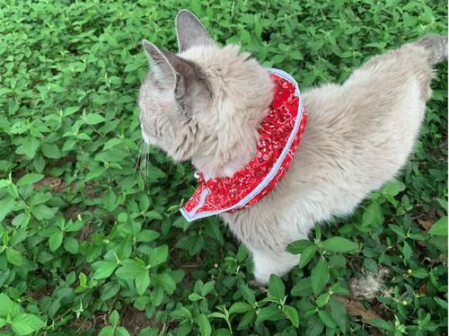 Show full view: Prey Saver Break Away Cat Collar, One Size, Red Bandana slide 6 of 7