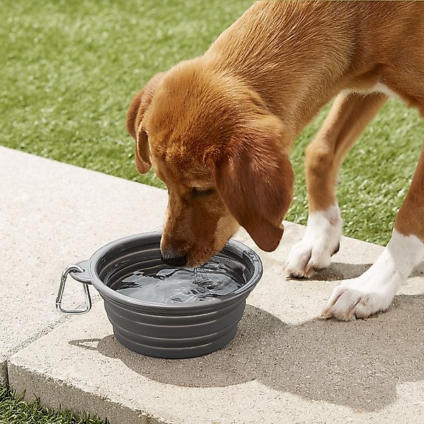 Show full view: Prima Pets Collapsible Silicone Travel Dog & Cat Bowl with Carabiner, Large, Grey slide 2 of 7