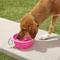 Show in main carousel: Prima Pets Collapsible Silicone Travel Dog & Cat Bowl with Carabiner, Large, Pink slide 2 of 8