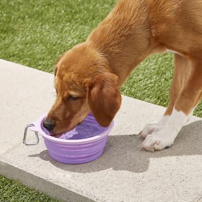 Show full view: Prima Pets Collapsible Silicone Travel Dog & Cat Bowl with Carabiner, Large, Purple slide 2 of 8