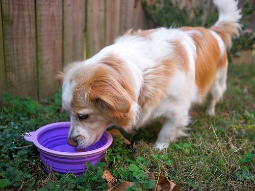 Show full view: Prima Pets Collapsible Silicone Travel Dog & Cat Bowl with Carabiner, Large, Purple slide 6 of 8