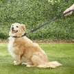 Show in main carousel: Prima Pets Dual-Handle Reflective Dog Leash, Medium, 4-ft, Black slide 7 of 10