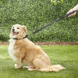 Prima Pets Dual-Handle Reflective Dog Leash, Medium, 4-ft, Black