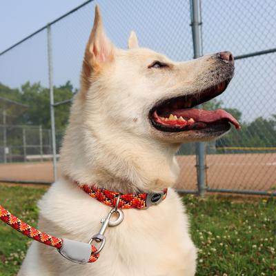 Show full view: Pro Active Adjustable Woven Reflective Standard Dog Collar, Burning Blocks, Small: 8 to 12-in neck, 5/8-in wide slide 3 of 6