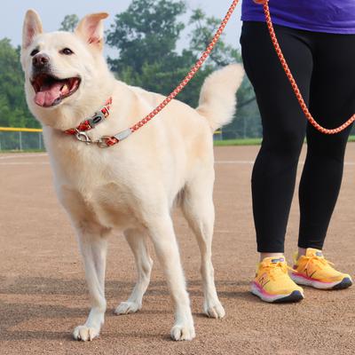 Show full view: Pro Active Adjustable Woven Reflective Standard Dog Collar, Burning Blocks, Small: 8 to 12-in neck, 5/8-in wide slide 4 of 6