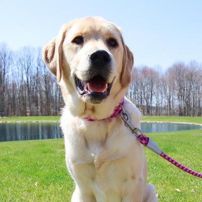 Show full view: Pro Active Adjustable Woven Reflective Standard Dog Collar, Pixel Pink, Large: 18 to 26-in neck, 1-in wide slide 4 of 7