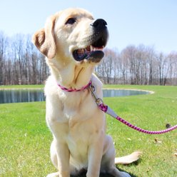 Pro Active Adjustable Woven Reflective Standard Dog Collar, Pixel Pink, Medium: 12 to 18-in neck, 3/4-in wide slide 2 of 6