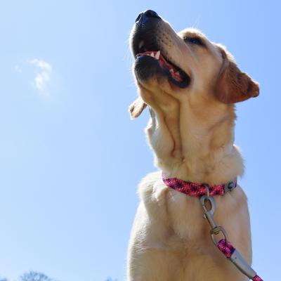 Show full view: Pro Active Adjustable Woven Reflective Standard Dog Collar, Pixel Pink, Medium: 12 to 18-in neck, 3/4-in wide slide 7 of 7